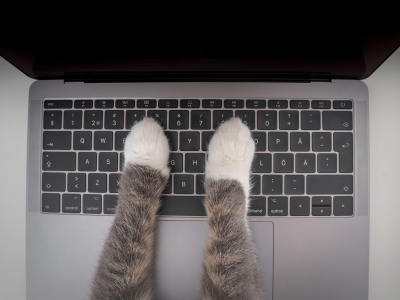 cat paws on a alaptop keyboard