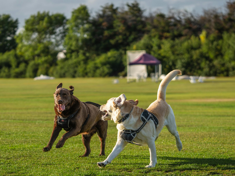 two dogs running together on a field